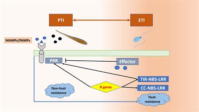 Frontiers | Fungal Effectors Versus Defense-related Genes Of B. Juncea ...